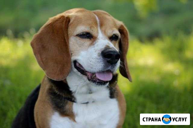 Выгул собак Тверь - изображение 1