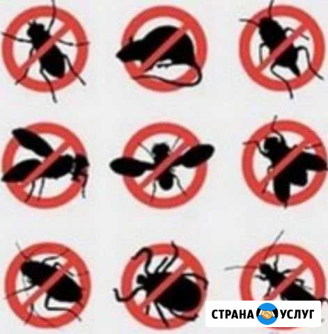 Санобработка тараканов, клопов, блох Тольятти - изображение 1