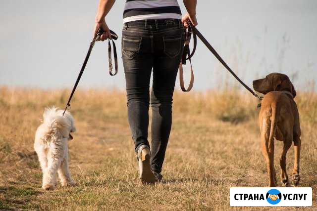 Выгул вашей собаки в Тамбове Тамбов - изображение 1