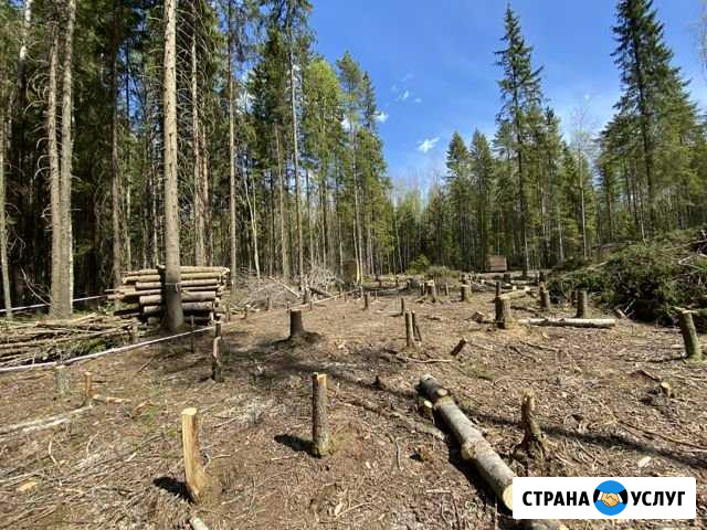 Расчистка участка спил деревьев Сестрорецк - изображение 1