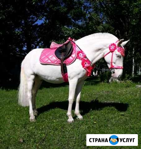 Пони и лошади на ваш праздник Тверь - изображение 1