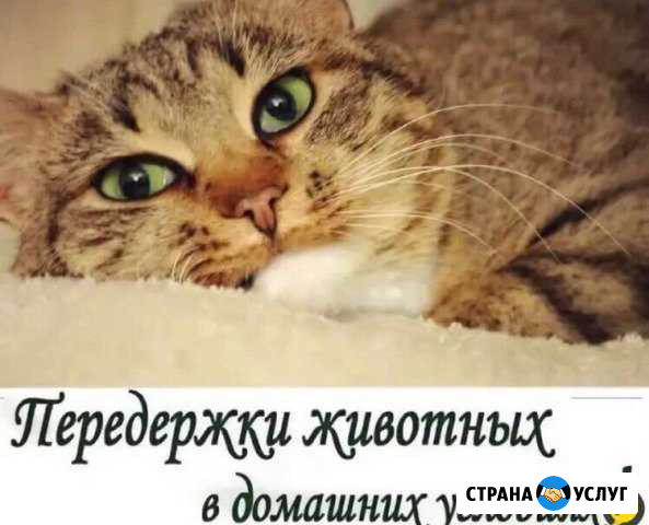 Передержка животных Дзержинск - изображение 1