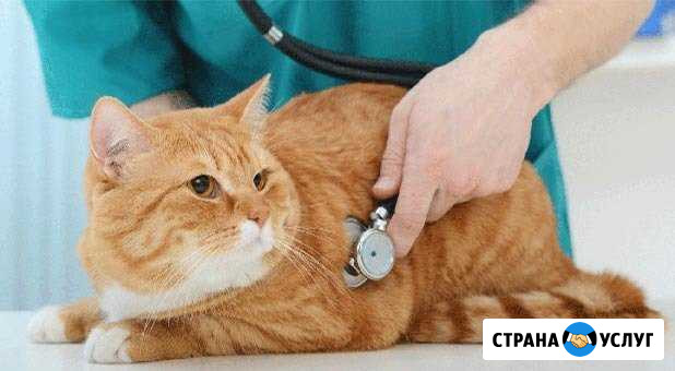 Ветеринарный врач Белоярский - изображение 1