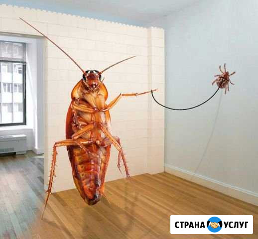 Уничтожение тараканов Сызрань - изображение 1