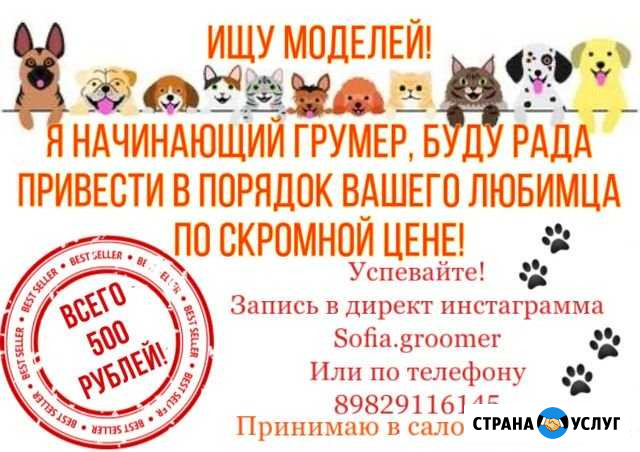 Стрижка собак и кошек Тюмень - изображение 1
