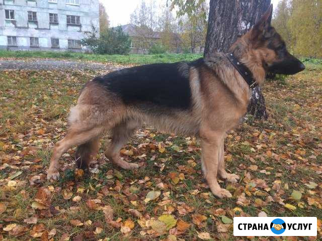 Немец для вязки Лысьва - изображение 1