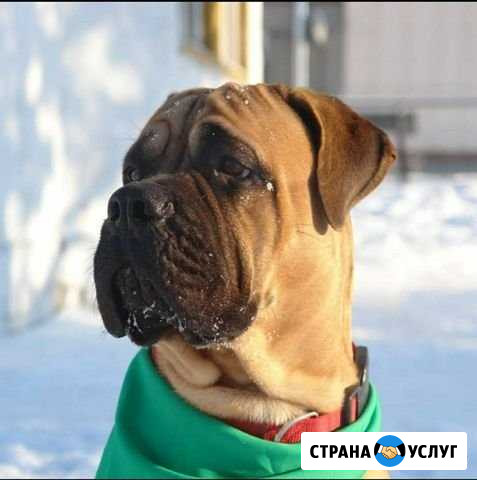 Вызов ветеринарного врача на дом Новосибирск - изображение 1