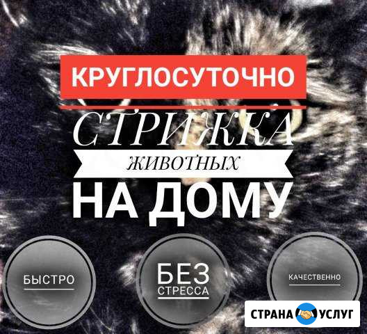 Стрижка собак и кошек. Ветврач на дом Ульяновск - изображение 1