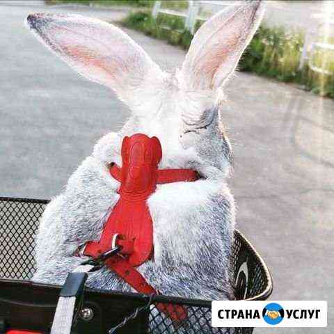 Лесной кролик для фотосессии Челябинск