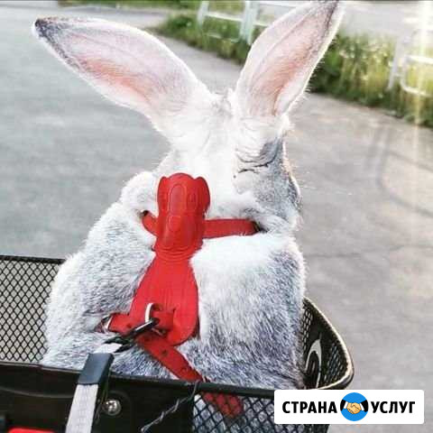 Лесной кролик для фотосессии Челябинск - изображение 1