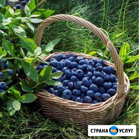 Продам чернику Вахтан - изображение 1