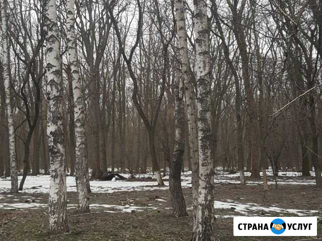 Спилим дерево Аксай - изображение 1