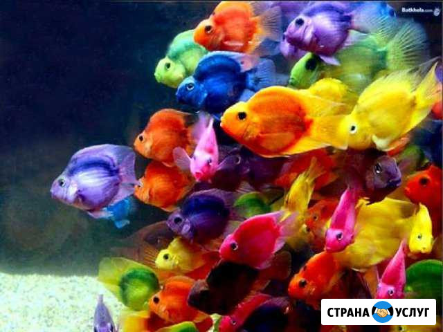 Профессиональная чистка аквариумов и террариумов Новосибирск - изображение 1