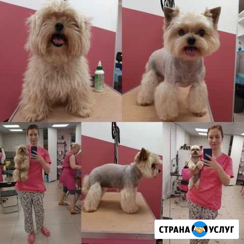 Выш грумер Мурино - изображение 1