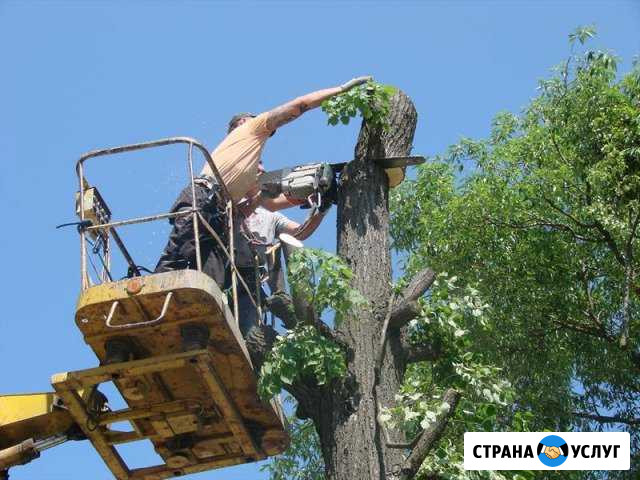 Спил деревьев. Благоустройство территории Севастополь - изображение 1