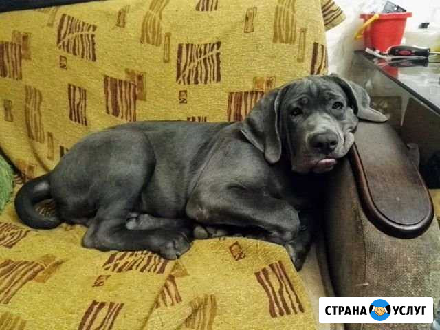 Социализация+выгул собак Нижний Новгород - изображение 1