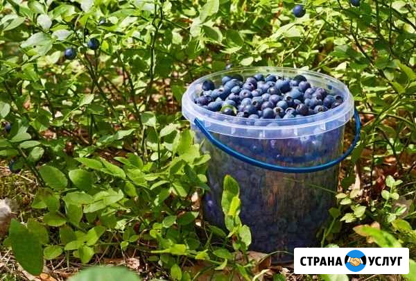Черника на заказ Сосновый Бор - изображение 1
