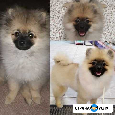 Груминг/стрижка животных Пермь - изображение 1