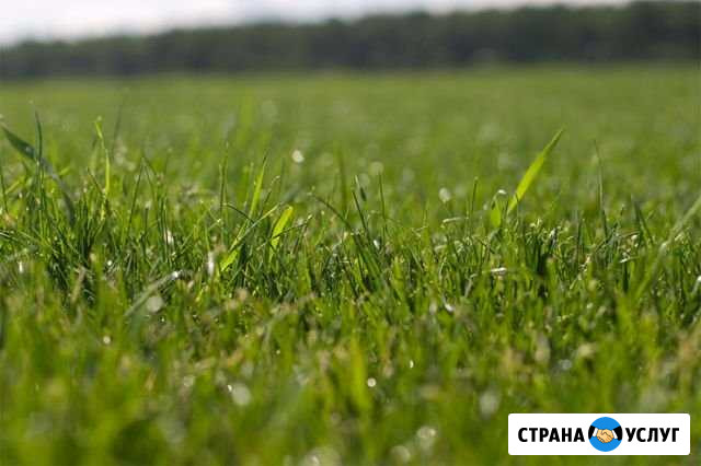 Покос травы Вырица - изображение 1