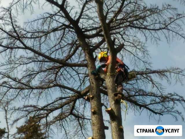 Спил деревьев Челябинск - изображение 1
