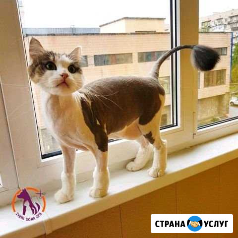 Стрижка кошек и котов Нижневартовск - изображение 1