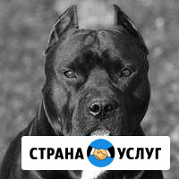 Стаффорширский терьер для вязки Уфа - изображение 1