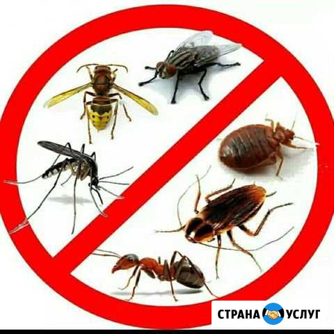 Уничтожение клопов, тараканов, блох Балашов - изображение 1