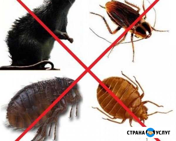 Уничтожение насекомых и грызунов Саратов - изображение 1