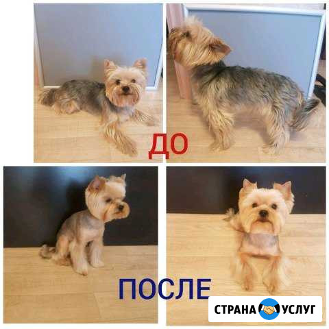 Стрижка собак Первоуральск - изображение 1