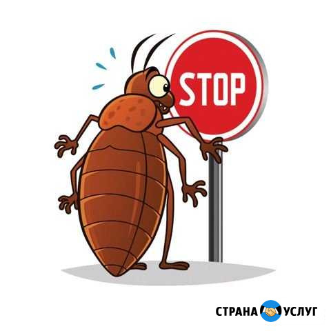 Уничтожение клопов, обработка от тараканов Горин - изображение 1