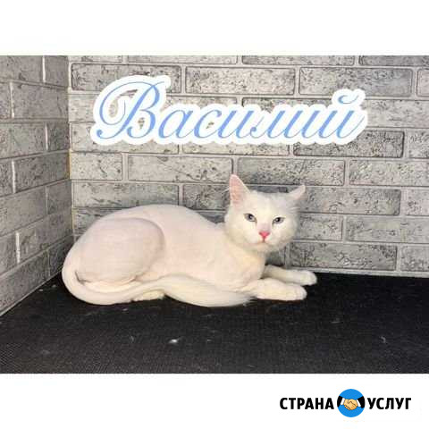 Стрижка собак и кошек Иваново - изображение 1