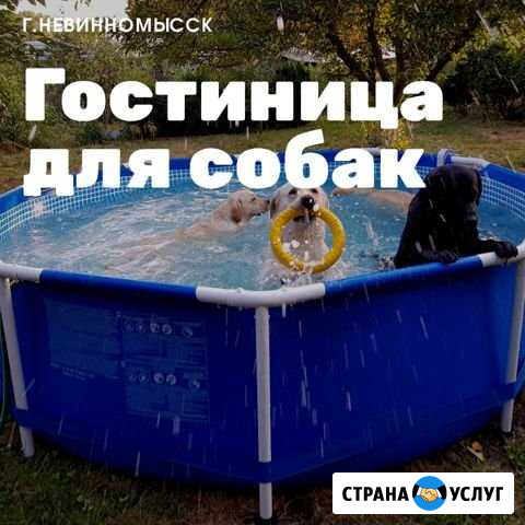 Передержка собак, гостиница для собак Невинномысск - изображение 1