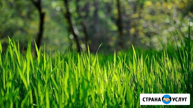 Покос травы Иваново - изображение 1