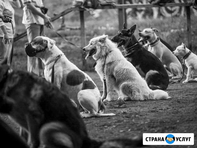 Индивидуальные и групповые занятия по дрессировке Камешково - изображение 1