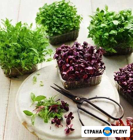 Микрозелень доставка Орск - изображение 1