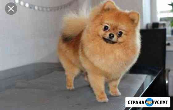 Стрижка кошек и собак Пермь