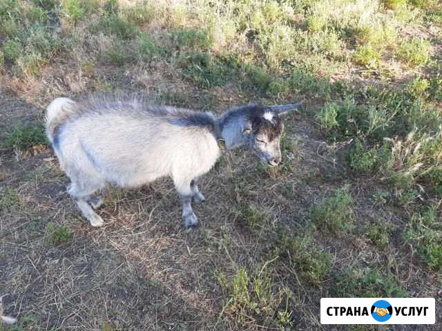 Козье молоко Николаевка - изображение 1