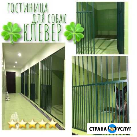 Дрессировка собак, зоогостиница, передержка Балашиха - изображение 1
