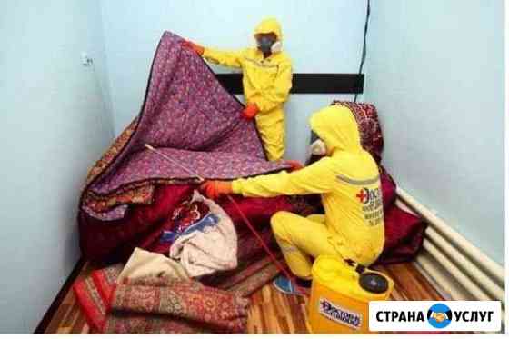 Уничтожение клопов, тараканов, муравьёв Красноярск