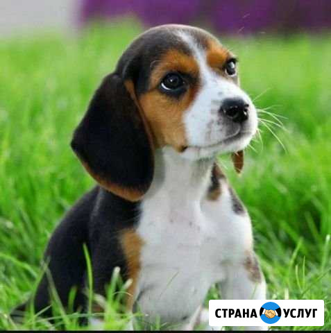 Выгул собак Волгоград - изображение 1