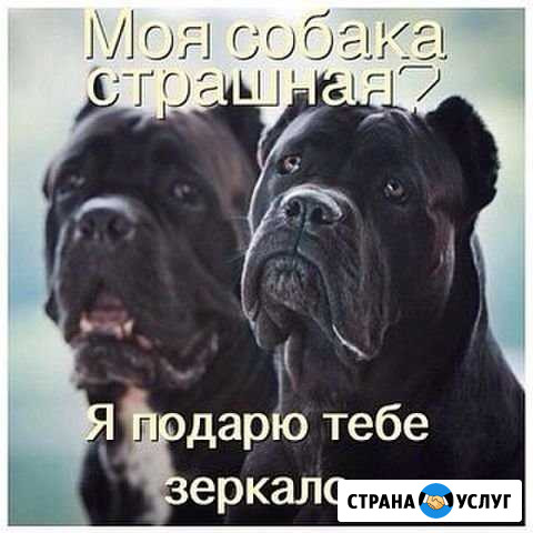 Услуги кинолога Сургут - изображение 1