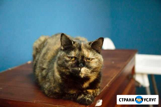 Передержка животных Сыктывкар - изображение 1