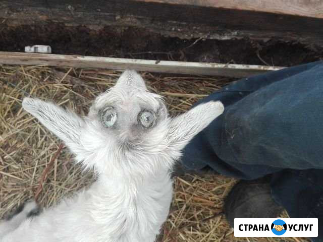 Обезроживание козлят Дмитров - изображение 1