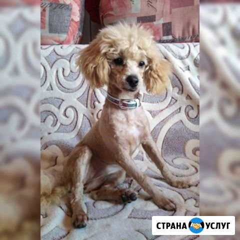 Стрижки собак и кошек. Грумминг Новосибирск - изображение 1