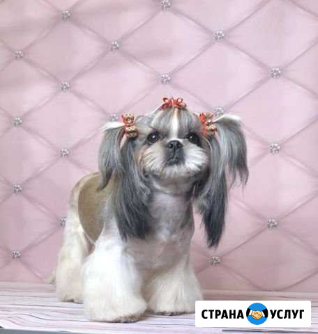 Стрижка собак Тамбов - изображение 1