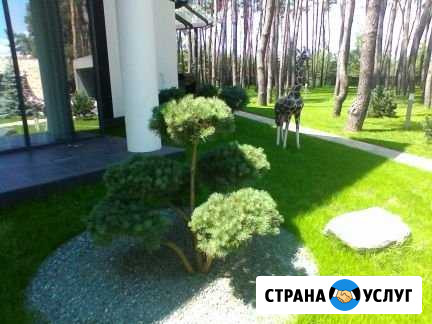 Посев газона.Гидропосев газона.Устройство газона.А Белгород - изображение 1
