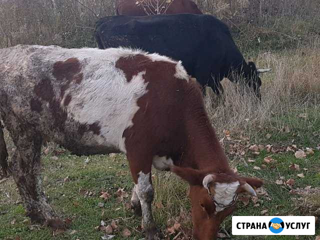 Перевозка животных крс коров быков тёлок и т.д Краснодар - изображение 1