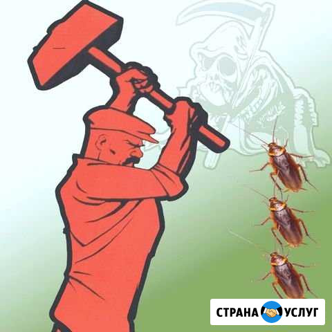 Обработка помещений от насекомых грызунов, плесени Кингисепп - изображение 1
