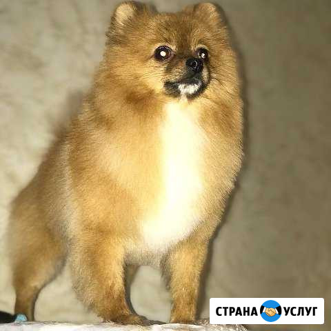Стрижка собак и кошек Энгельс - изображение 1