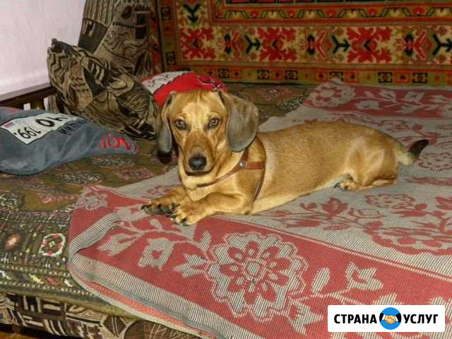 Приглашаем милых дам на вязку Волжский Волгоградской области - изображение 1